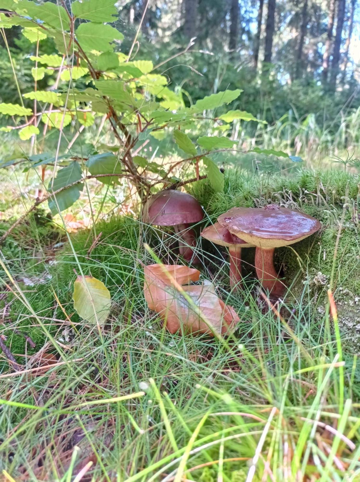 ChataPlešivka Abertamy Exteriér fotografie