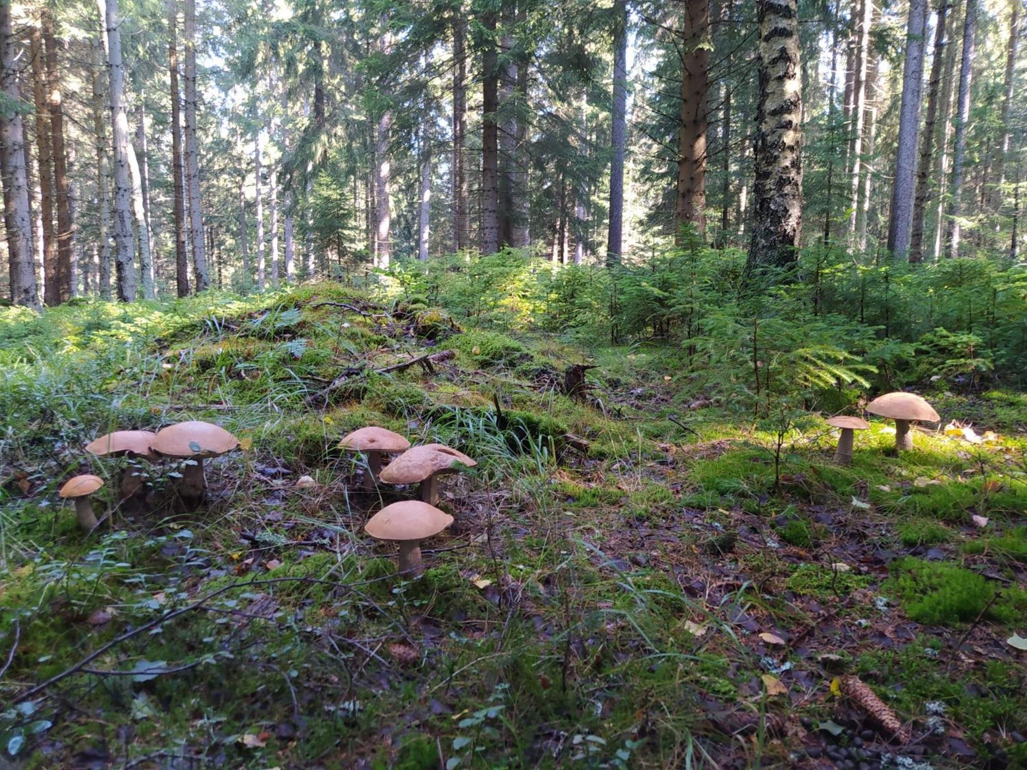 ChataPlešivka Abertamy Exteriér fotografie